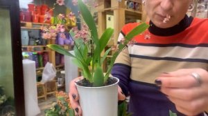 Орхидея Онцидиум - комнатное растение для дома и души. Что скрывается за названием Ред Фэнтези?