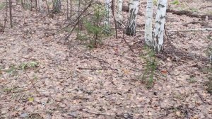 Косой добыт.Два охотника.