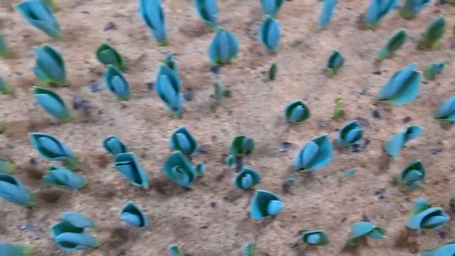 Выгонка тюльпанов к 8 Марта. 31.01.2022. Выросла вторая проблема. смотреть онлайн