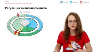 Эволюция митоза. Регуляция жизненного цикла | ЕГЭ по биологии 2024