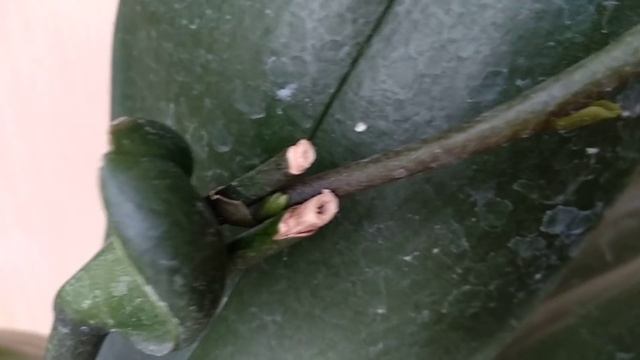 ОТ ФИТОСПОРИНА орхидеи КАЙФУЮТ! орхидеи под ФИТОСПОРИНОМ рвутся врост! орхидеи НЕ УЗНАТЬ ОТ ПОЛЬЗЫ! смотреть онлайн