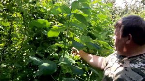 Темрюкская малина и программа кормления от Супер-Агро