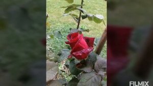 Rosas papa meilland
