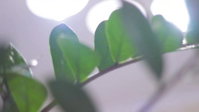 Многие Не Правильно Ухаживают за Долларовым Деревом! Эти советы помогут зацвести замиокулькасу