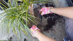 Во что нельзя сажать комнатные растения.   #пересадка #хризалидакарпус#дипсис#пальма#драцена