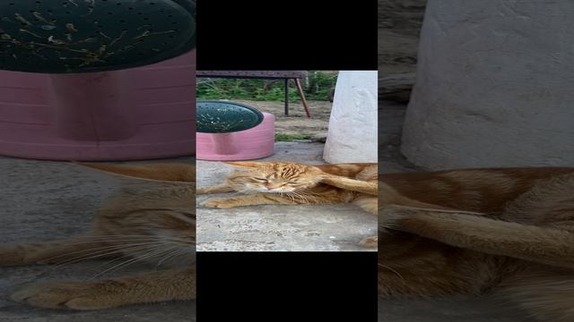 Ванечкин Ищет ХОЛОД #shorts смотреть онлайн