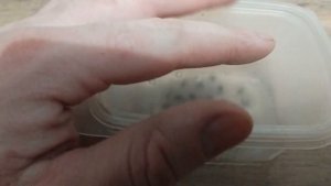 Бархат амурский из семян, вторая попытка. Этап 1.