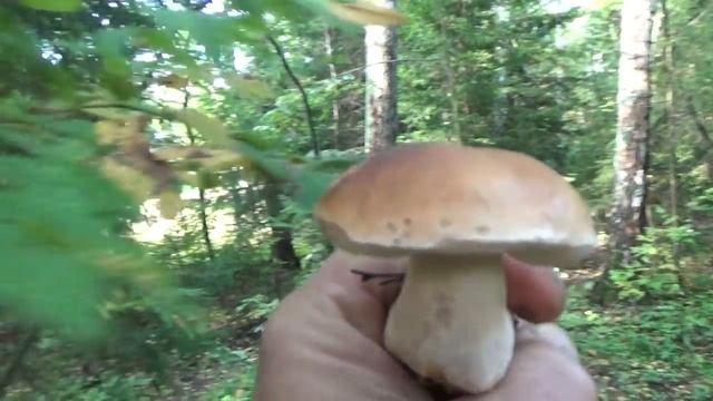 БЕЛЫЙ ГРИБ и осенние опята 2017 смотреть онлайн