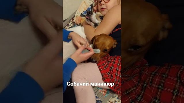 Собачий маникюр, группа поддержки, Джек #как_подстричь_собаке_когти