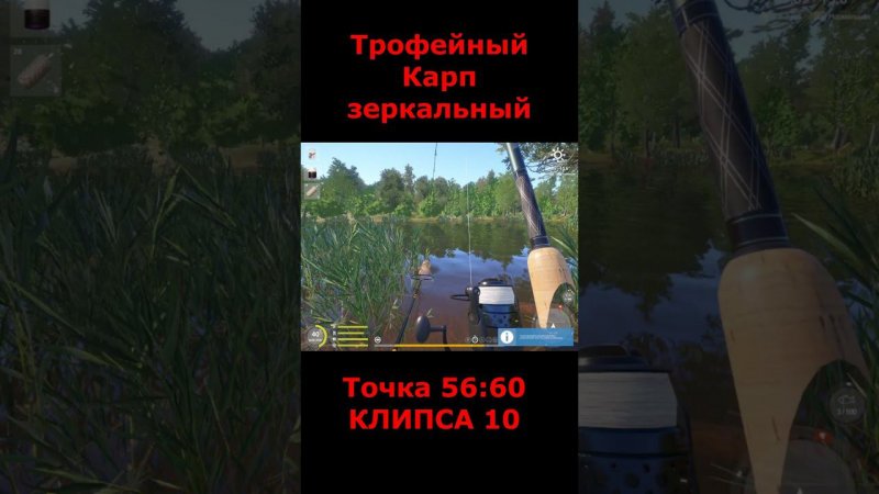 оз.медное-трофейный карп зеркальный #fishing #медное #медноетрофей