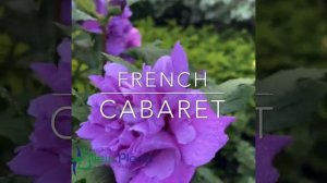 Hibiscus syriacus French Cabaret Purple