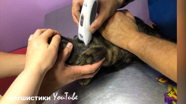Подобрал КОТИКА на помойке и теперь лечит от дорогой смертельной болезни…Своих не бросаем!