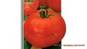 Томат обыкновенный Розовый гигант (rozovyy gigant) ? обзор: как сажать, семена томата Розовый гиган