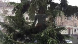 .. а снег идет... 30.12.14 г