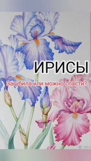 ИРИСЫ, выживут или нет?