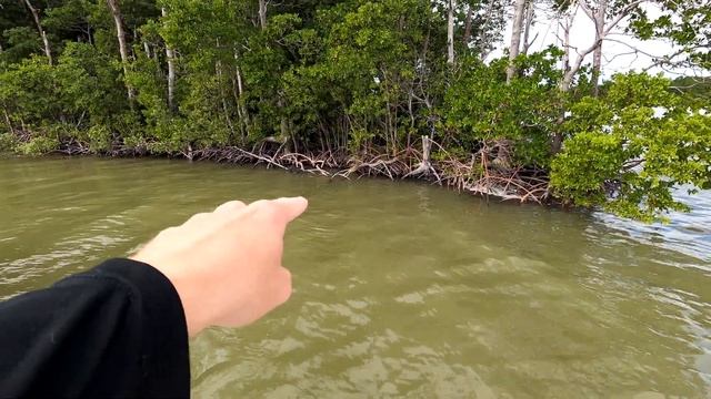 INVASIVE WILD PYTHON FOUND in the MILES DEEP IN EVERGLADES смотреть онлайн