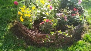 Плетень из ивы для клумбы.