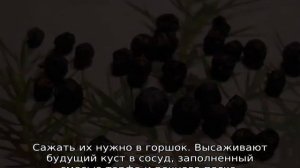 Как вырастить можжевельник дома