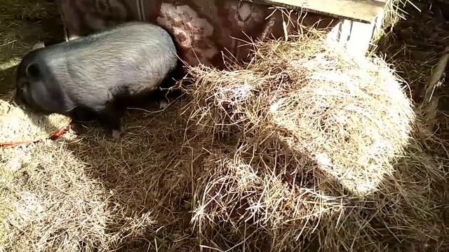 Откорм вьетнамских поросят. Едят только сено?... смотреть онлайн