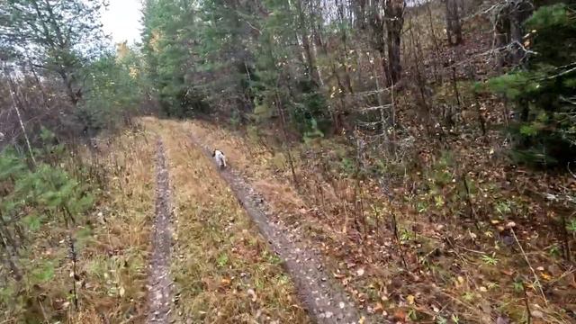 Вальдшнеп 15 10 2022 смотреть онлайн