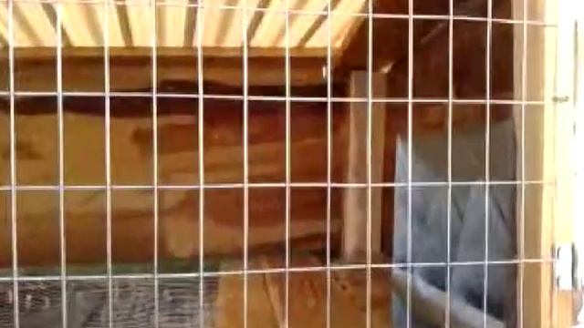Кролиководство: разведение кроликов как бизнес от А до Я.