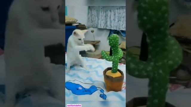 😂 Кот боксер. Кот боксирует кактус, кот подрался с кактусом. Приколы с котами, приколы с животными.