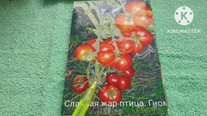 Проверенные Сибирью! Сорта томатов из серии Гномы