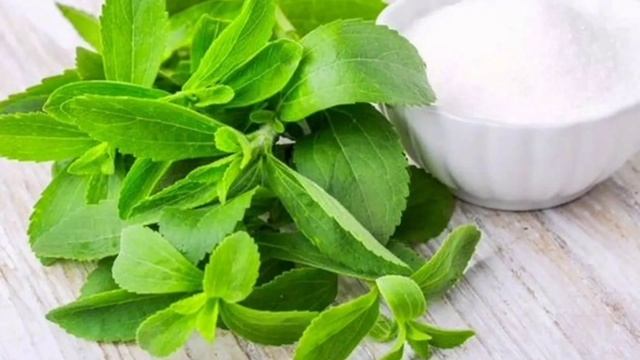 стевия! кунжут! лук! сельдерей! капуста смотреть онлайн