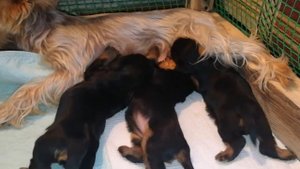 Щенки йоркширского терьера 3-х недельного возраста.