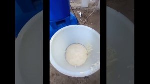 Сбиваю масло на старой маслобойки.