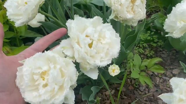 Тюльпаны Snow Crystal (снежный кристалл) #тюльпаны #лучшие_сорта_тюльпанов #тюльпан_сноу_кристал
