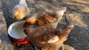 Лень сестра Смерти//Чем кормить кур осенью, чтобы неслись зимой