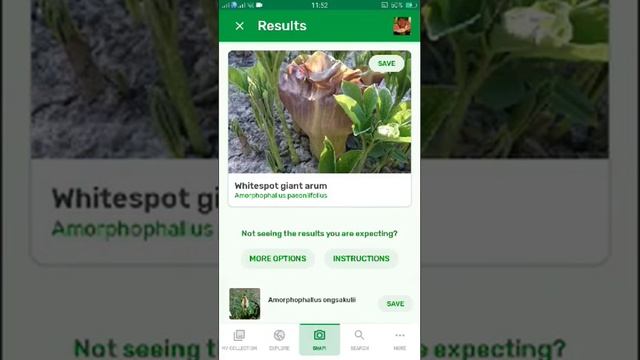 PlantSnap identifies a Whitespot giant arum (Amorphophallus paeoniifolius)