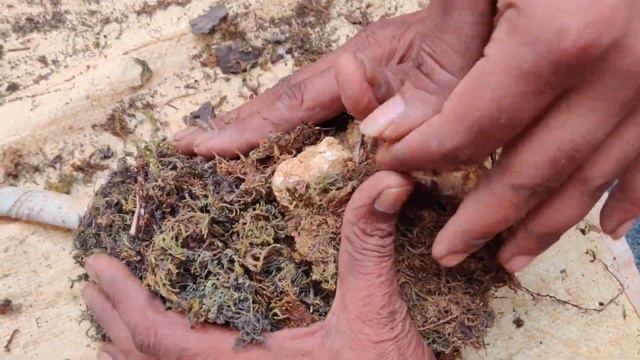 How To Plant Ficus on Rock 🌳🌳🌳 || Dream Bonsai 🌳:) смотреть онлайн