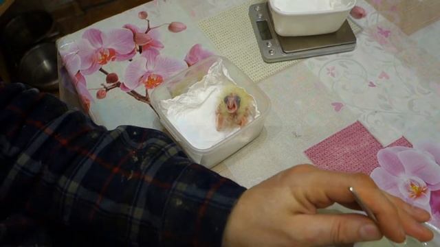 Кормление трехдневного птенца желтохохлого какаду.
