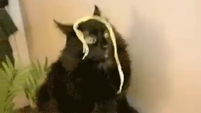 Не вешай мне лапшу на уши плиз смотреть онлайн