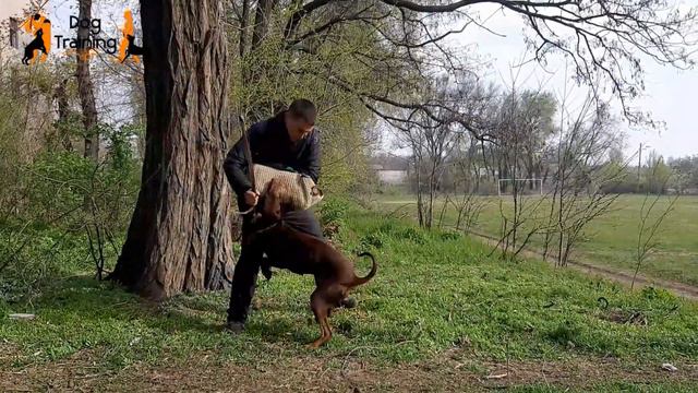 Working Doberman IGP training. Garmata vom Grenzturm смотреть онлайн