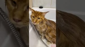 груминг мейн-куна