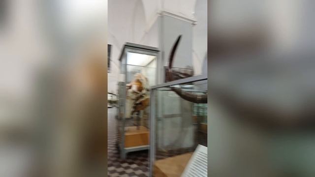 Санкт - Петербург 
Зоологический музей смотреть онлайн