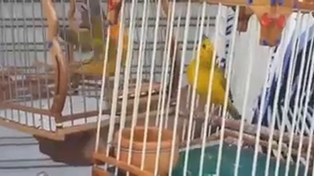 Canario Criollo Colombiano ? El Lázaro ? смотреть онлайн