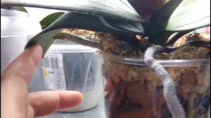 Азиатские фаленопсисы.  Рост и развитие.  Новинки коллекции.