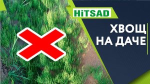 Как вывести НАВСЕГДА Хвощ с Дачного Участка ✔️ ПОЛЕЗНЫЕ СВОЙСТВА ХВОЩА
