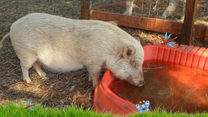 как хрюкает СВИНЬЯ ХРЮ ХРЮ $ для детей how the pig grunts