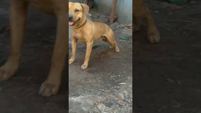 BARON LA CROIX PEQUENO TANQUEhttps://pedigree.gamedogs.cz/details.php?id=433783 смотреть онлайн