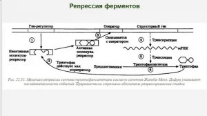 Гипотеза оперона Жакоба и Моно ЕГЭ 2024