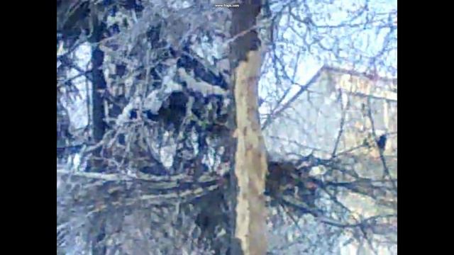 Бешеный дятел смотреть онлайн