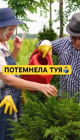 ВЕСНОЙ ТУЯ ПОТЕМНЕЛА. Что делать?