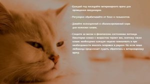 Как понять, что кошка стареет? How to understand that the cat is getting old?