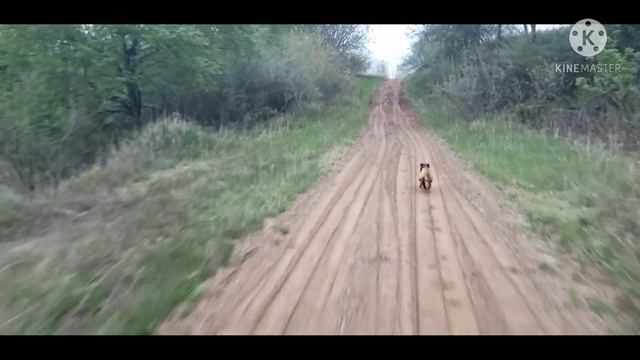 Patterdale terriers смотреть онлайн