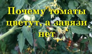 Почему томаты цветут, а завязи нет